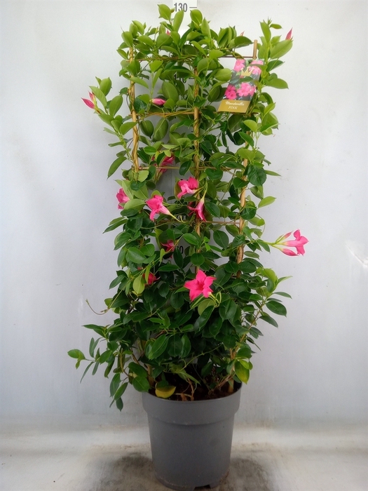 <h4>Mandevilla  'Sundavil Pink'</h4>