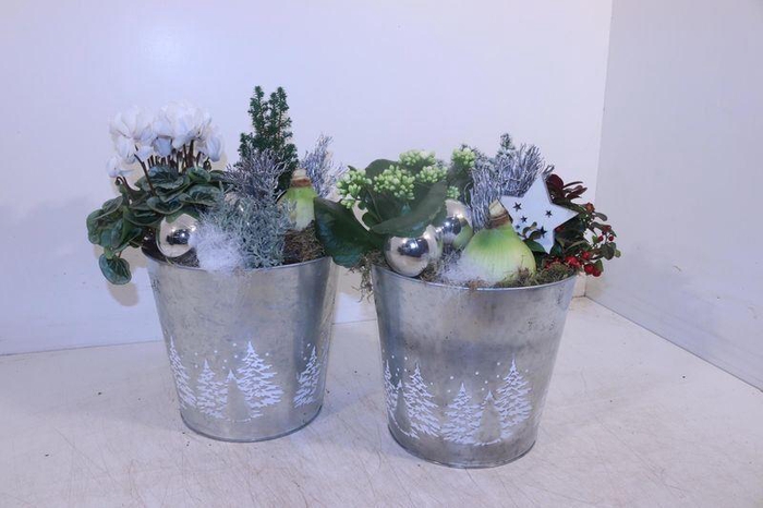 <h4>ARR HIPPEASTRUM</h4>