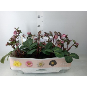 Helleborus  'Fkiss Pennys Pink'