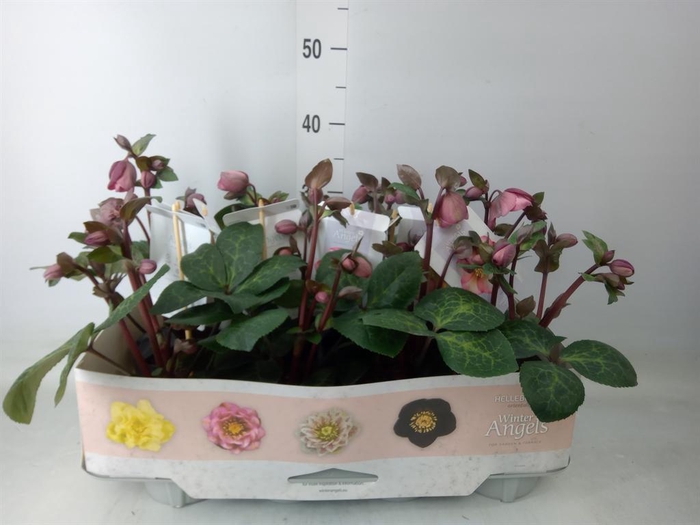 <h4>Helleborus  'Fkiss Pennys Pink'</h4>