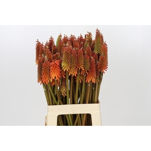 Kniphofia Alcazar