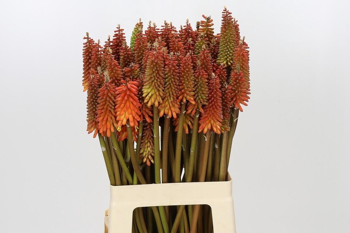 Kniphofia Alcazar