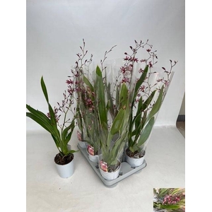 ONCIDIUM OV