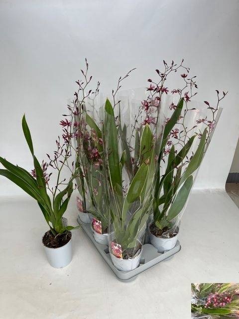 <h4>ONCIDIUM OV</h4>