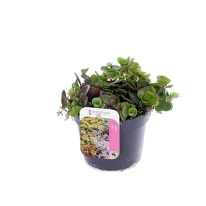 Sedum makinoi