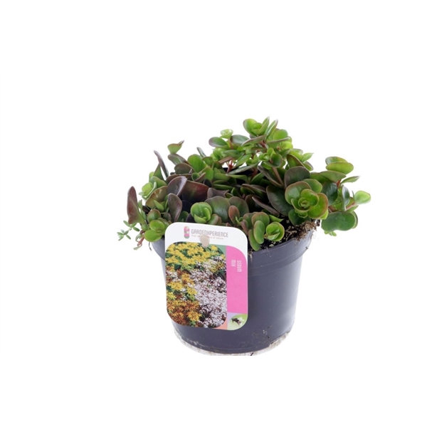 <h4>Sedum makinoi</h4>