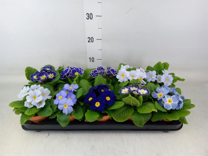 <h4>Primula ac.   ...</h4>