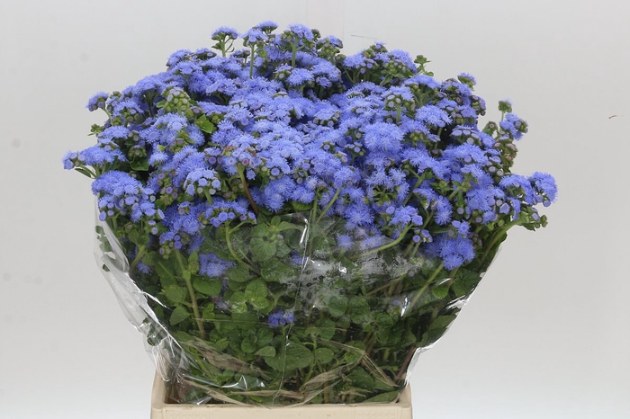<h4>Ageratum Blue Planet</h4>