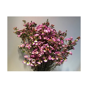 Wax Adi (Pink, 60 gr/ps)