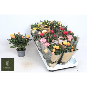 RO KORDAN GRANDE GEM