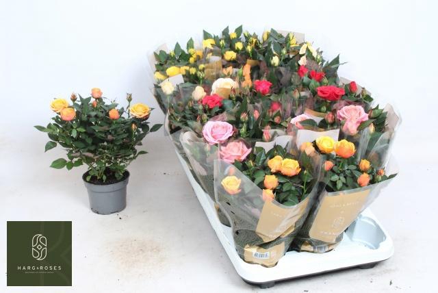 <h4>RO KORDAN GRANDE GEM</h4>