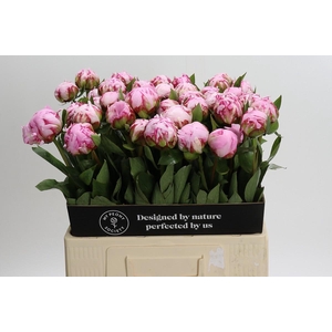 Paeonia Sarah Bernhardt