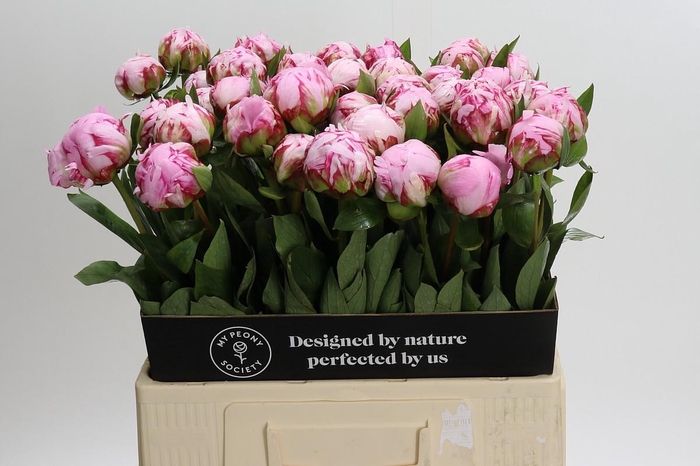 <h4>Paeonia Sarah Bernhardt</h4>
