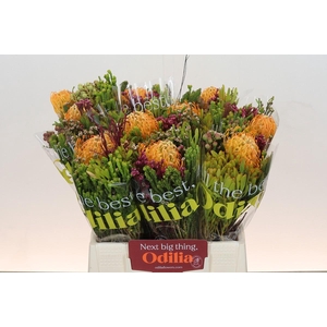 BQ Nutans Soleil SFB