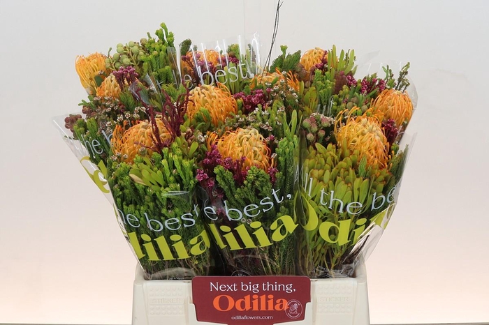 <h4>BQ Nutans Soleil SFB</h4>