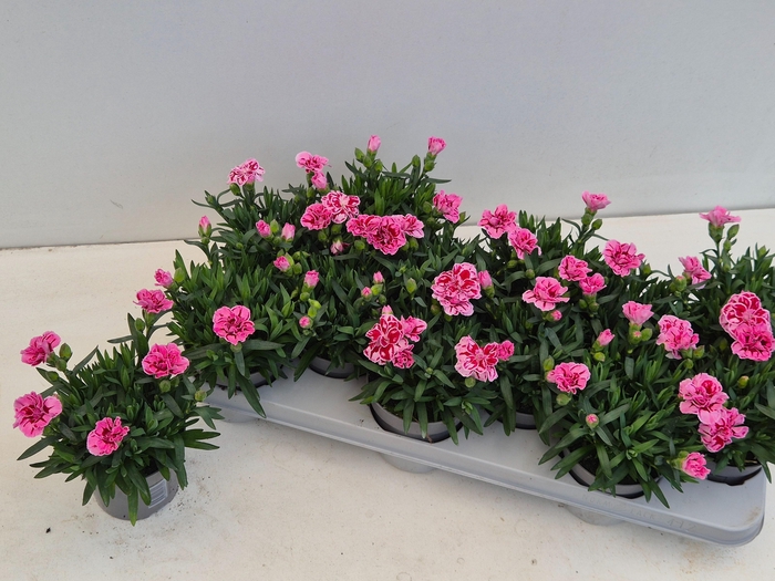 <h4>DIAN OSC PINK STAR</h4>