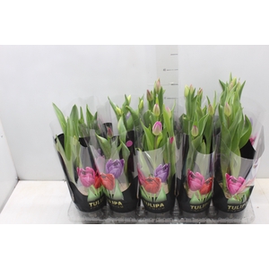 TULIPA VARIADO P12