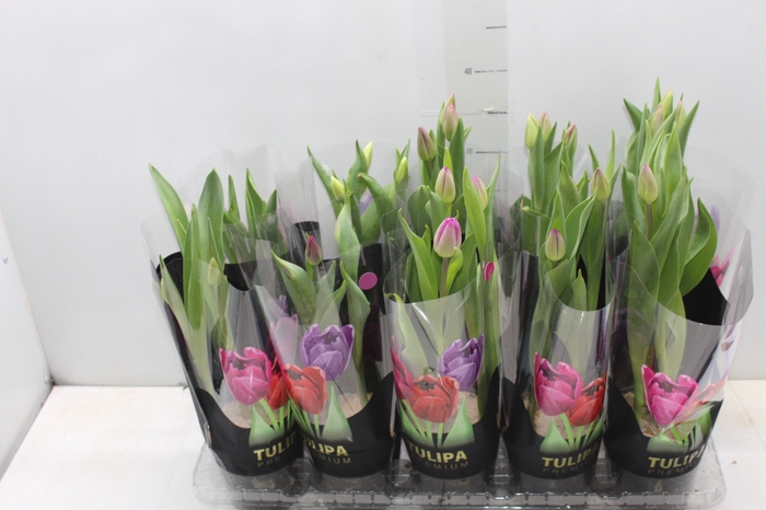 <h4>TULIPA VARIADO P12</h4>