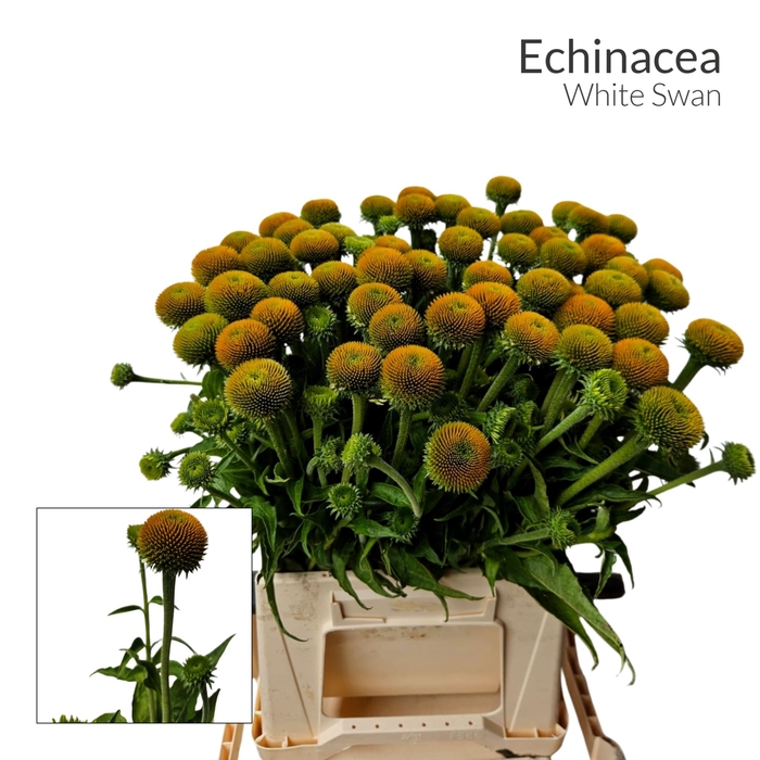 <h4>ECHINACEA PURP. 'WHITE SWAN'</h4>