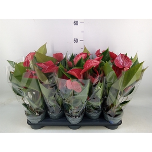 Anthurium andr. 'Picanta Red'