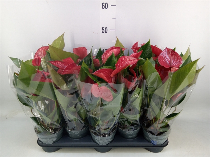 <h4>Anthurium andr. 'Picanta Red'</h4>