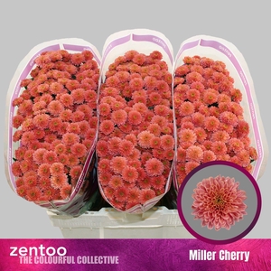 CHR SAN MILLER CHERRY