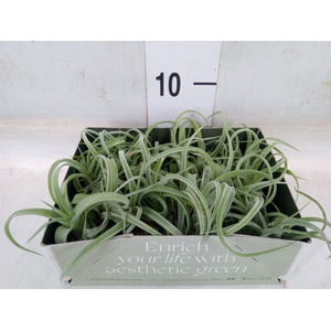 Tillandsia
