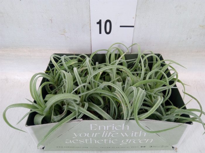 <h4>Tillandsia</h4>