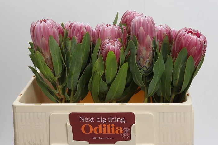 <h4>Protea Carnival</h4>