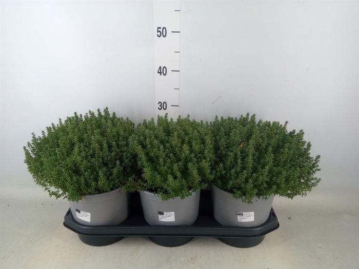 <h4>Thymus vulgaris</h4>