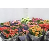 KALANCHOE DOBRADO P11