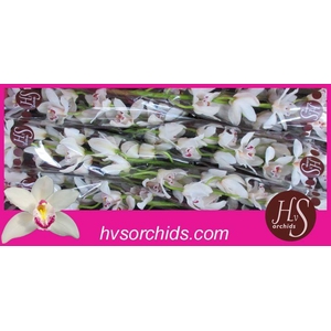 CYMB T B F SILVER 80 CM