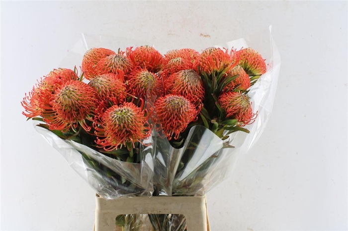 <h4>Leuco Co Succession</h4>