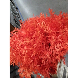 Dried Ruscus Acu Orange H%