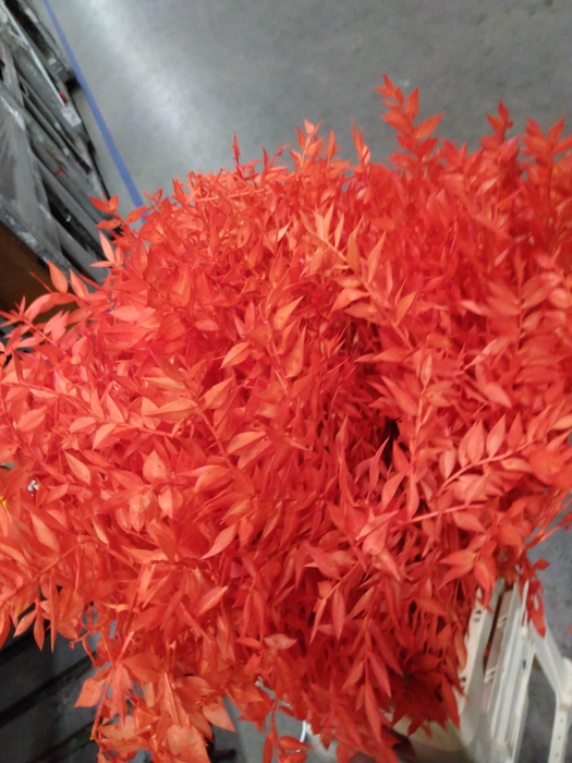 <h4>Dried Ruscus Acu Orange H%</h4>
