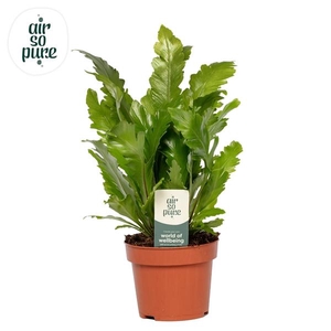 Asplenium nidus 'Campio'