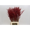 Bromelia Red Paloma