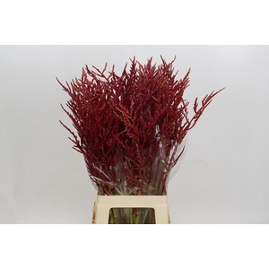 Bromelia Red Paloma