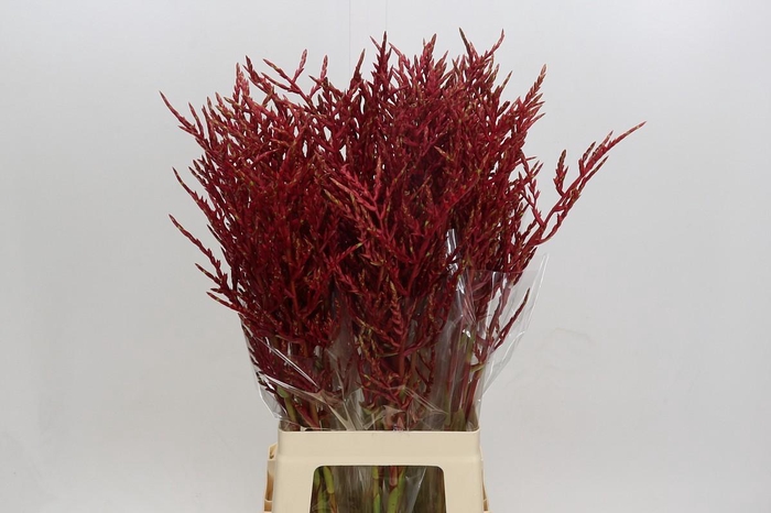 <h4>Bromelia Red Paloma</h4>