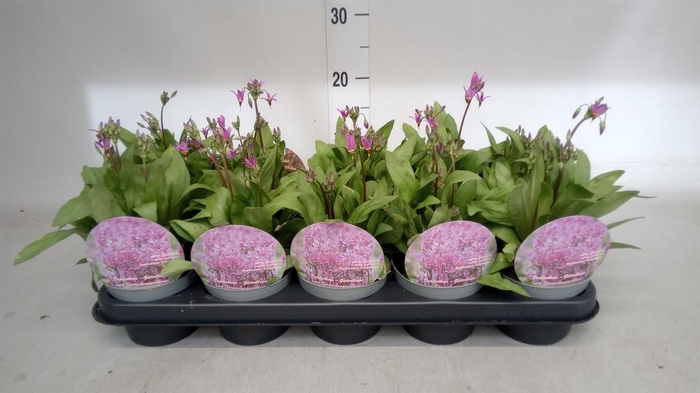 <h4>Dodecatheon meadia</h4>