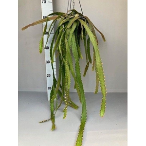 Rhipsalis monacantha