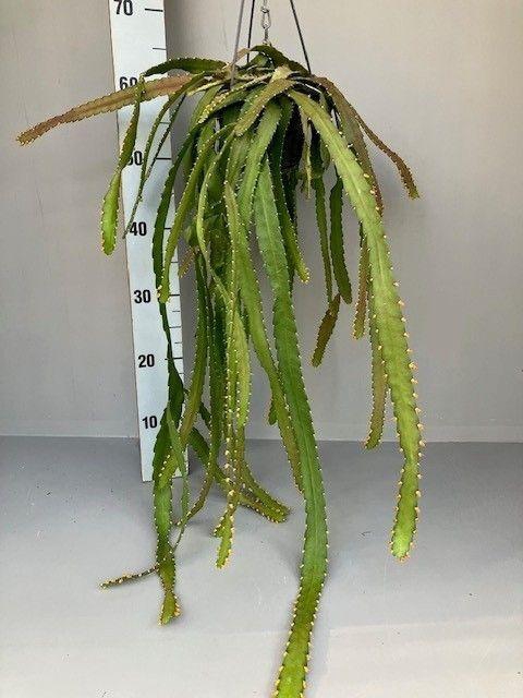 <h4>Rhipsalis monacantha</h4>