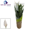 SPATH VIVALDI