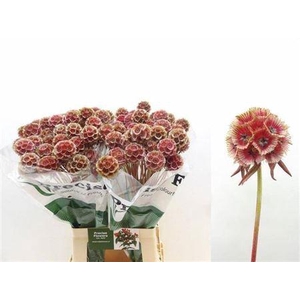 Scabiosa St Klb Red
