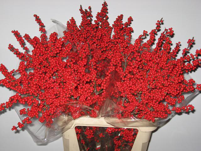 <h4>ILEX VE RODE BES</h4>