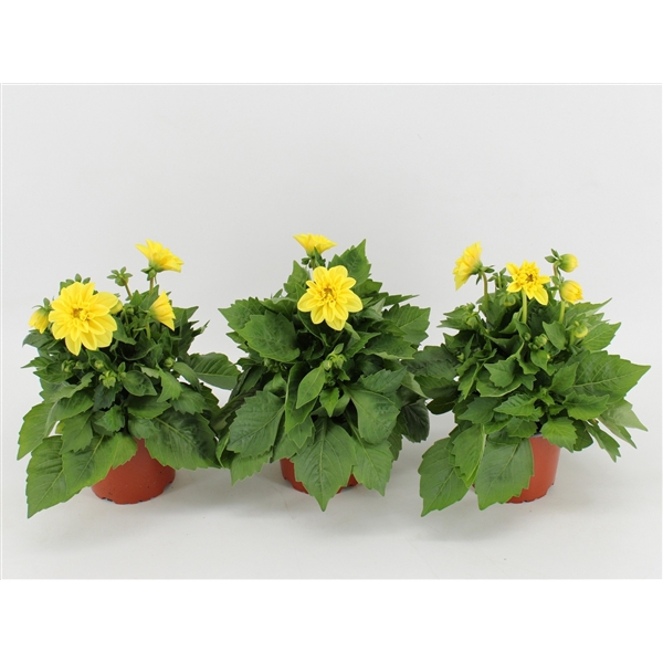 <h4>Dahlia Dahlietta Margaret</h4>
