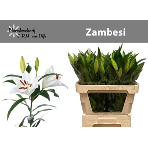 LI OT ZAMBESI