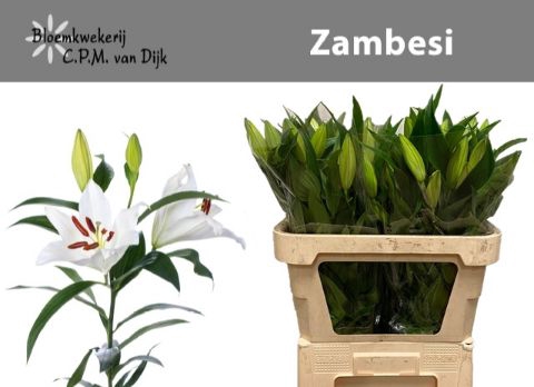<h4>LI OT ZAMBESI</h4>
