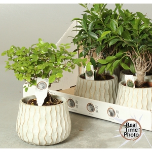 BONSAI GEM