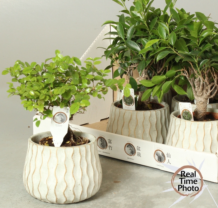<h4>BONSAI GEM</h4>